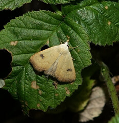 Rivula sericealis