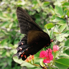 Parides montezuma