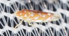 Erythroneura rubra