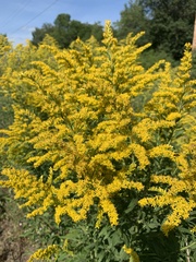 Solidago