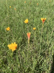 Zephyranthes tubispatha