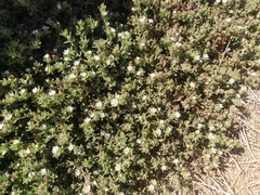 Caryophyllales
