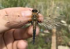 Libellula quadrimaculata