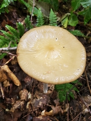Oudemansiella