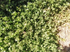 Caryophyllales