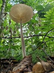 Oudemansiella