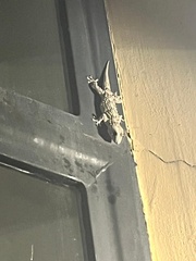 Tarentola mauritanica