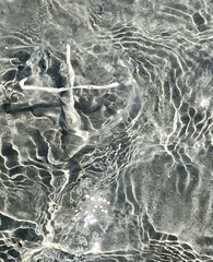 Staurostoma mertensii