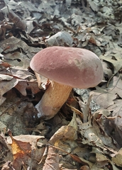 Tylopilus