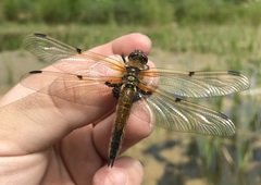 Libellula quadrimaculata