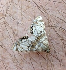 Petrophila confusalis
