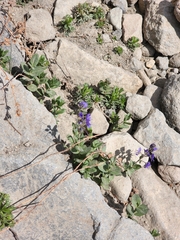 Veronica cusickii