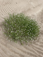 Cakile maritima