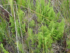 Thelypteris confluens