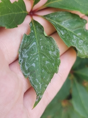 Phyllocnistis vitegenella