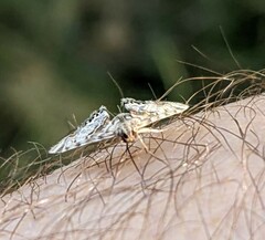 Petrophila confusalis