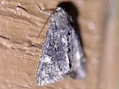 Apamea impulsa