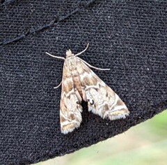 Petrophila confusalis