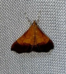 Pyrausta bicoloralis