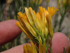 Ericameria nauseosa bernardina