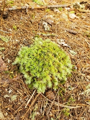 Leucobryum glaucum