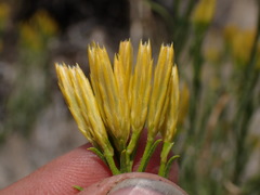 Ericameria nauseosa bernardina