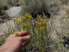 Ericameria nauseosa bernardina
