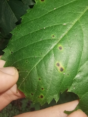 Phyllosticta parthenocissi