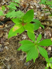 Medeola virginiana