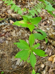 Medeola virginiana