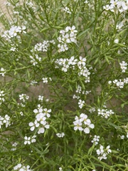 Cakile maritima