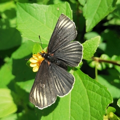 Chlosyne ehrenbergii