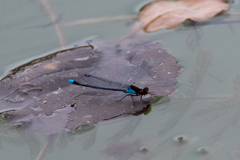 Erythromma najas
