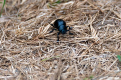 Timarcha tenebricosa