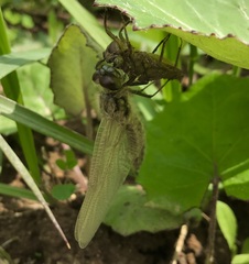 Libellula quadrimaculata