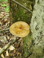 Oudemansiella