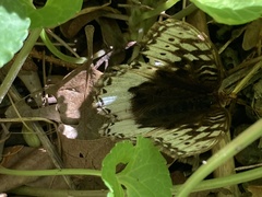 Lepidoptera