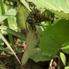 Libellula quadrimaculata