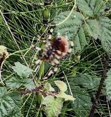 Araneus trifolium
