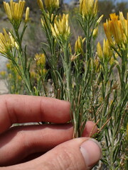 Ericameria nauseosa bernardina