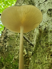 Oudemansiella