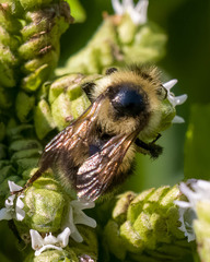 Bombus