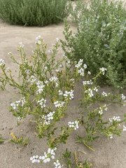 Cakile maritima