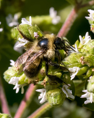 Bombus