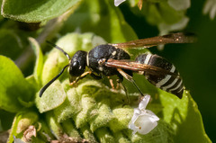 Ancistrocerus