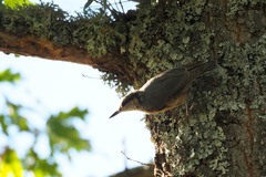 Sitta europaea
