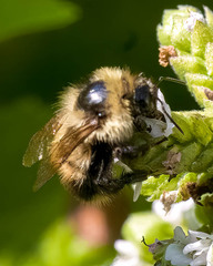Bombus