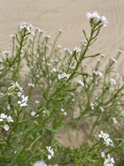 Cakile maritima