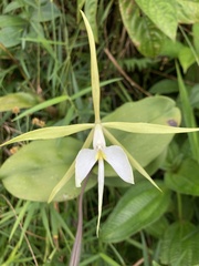 Epidendrum angustilobum