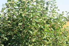 Amelanchier alnifolia